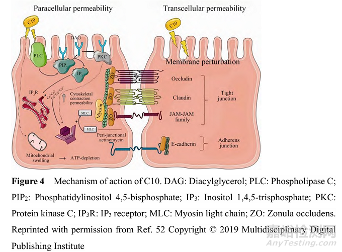 滲透增強(qiáng)劑在口服肽類藥物中的應(yīng)用