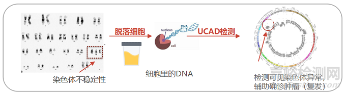 宏元生物創(chuàng)新醫(yī)械“尿路上皮癌染色體異常檢測試劑盒（聯(lián)合探針錨定聚合測序法）”技術解析