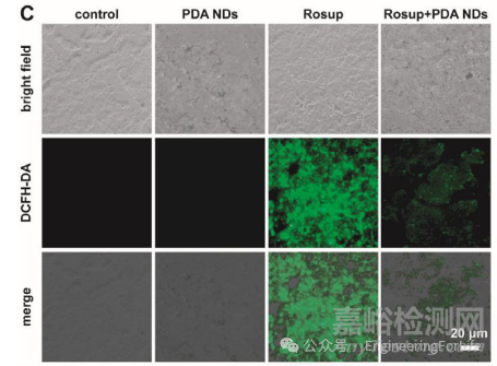 如何表征水凝膠的抗氧化性能？