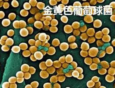 金黃色葡萄球菌